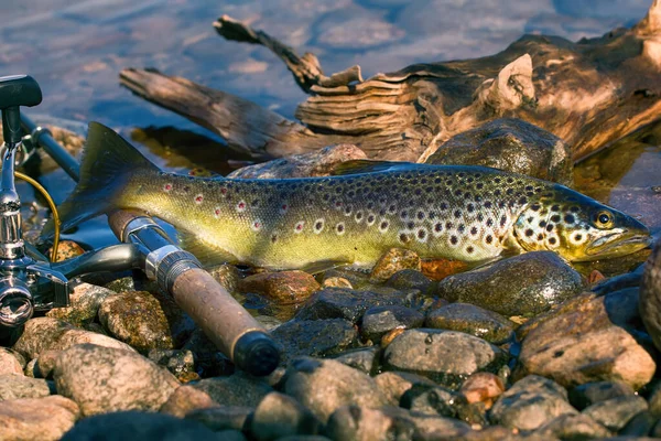 Good Trophy Caught Spinning Brown Trout Salmo Trutta Fario Water — Stock Photo, Image