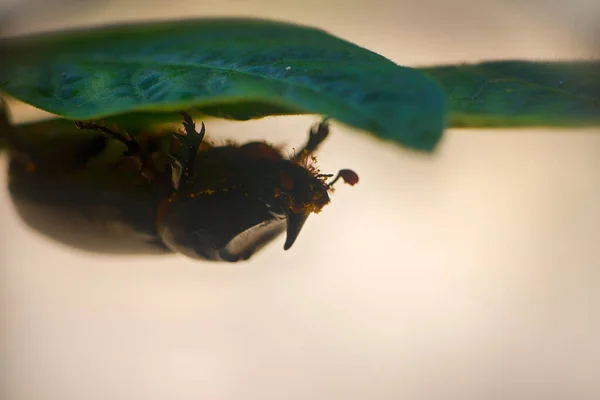 Exotiska Noshörningsskalbaggar Som Kryper Gren Indien Kerala — Stockfoto