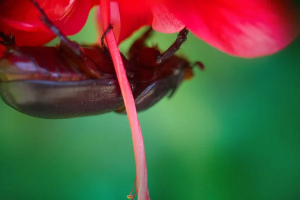 葉の赤い段ボール表面に這うサイムシ ケーララ インド — ストック写真