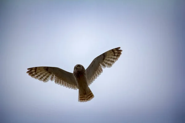 Nachtaktive Greifvögel Kurzohr Eule Sumpfkauz Asio Flammeus Fliegt Über Nest — Stockfoto