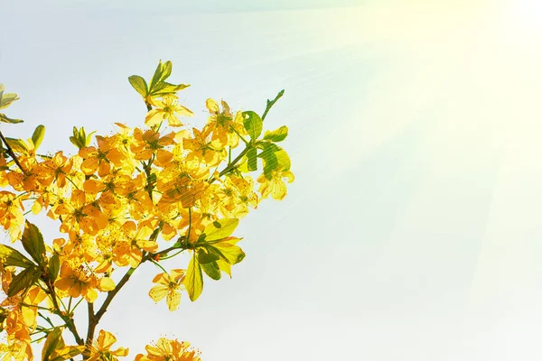 Lente Appelboomgaard Bloeiende Bloemen Felle Zon Schijnen Achtergrond — Stockfoto
