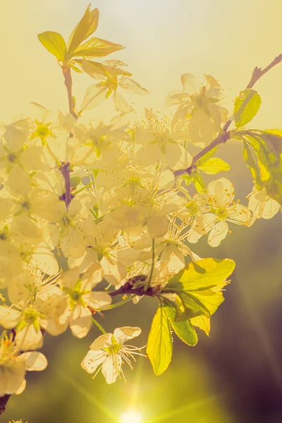 Frühling Apfelplantage Blühende Blumen Strahlende Sonne Scheint Hintergrund — Stockfoto