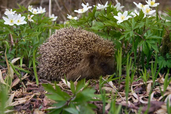 Молодий Їжак Весняних Лісах Серед Анемони Загальний Їжак Erinaceus Europeus — стокове фото