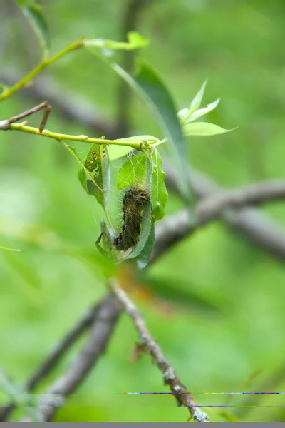 ライマントリア ディスパールの毛虫が森の中を移動する 山の森の美しい害虫の毛虫 — ストック写真