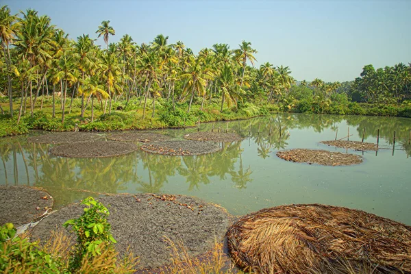 Jungle Tropische Visvijver Met Beschermende Matten — Stockfoto