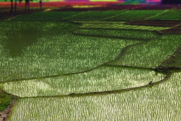 Pola Ryżu Azji Klasyczne Rolnictwo Tropikalne Życie — Zdjęcie stockowe