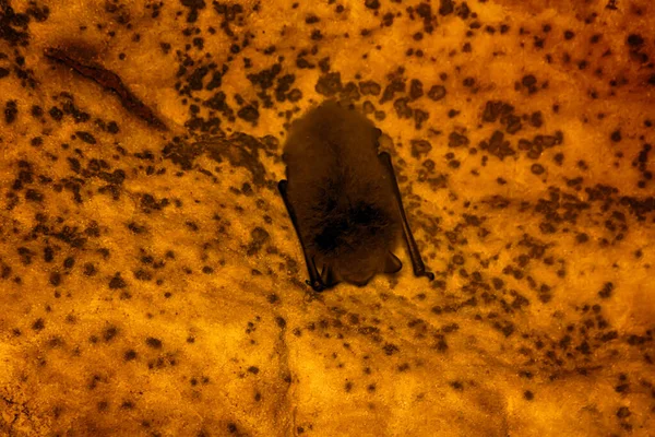 Yarasa Mağarasında Uyurken Çekilen Çekim — Stok fotoğraf