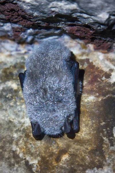 Disparos Durmiendo Cueva Murciélagos — Foto de Stock