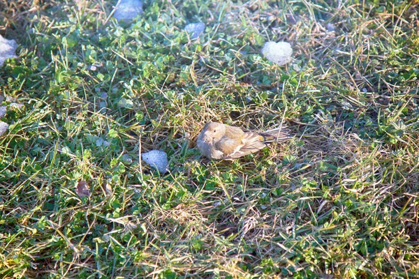 Ora Primavera Primeiros Pássaros Vieram Alimentaram Manchas Descongeladas Chaffinch Coelhas — Fotografia de Stock