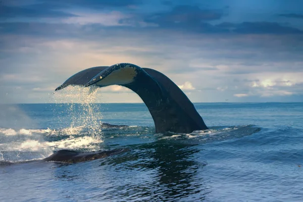 Enorme Hump Back Balena Megaptera Novaeangliae Coda Fotografia Stock