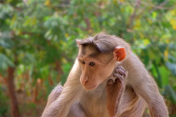 Macaques Indiens Lat Macaca Radiata Primates Animaux Sauvages Dans Une — Photo