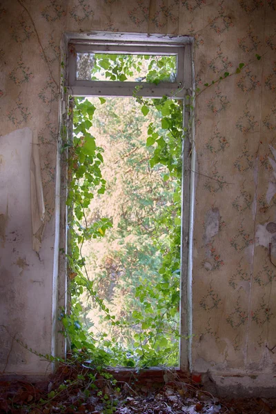 Hayalet Kasaba Ele Geçirilen Yaban Hayatı Bitkileri Penceresine Tırmanıyor — Stok fotoğraf