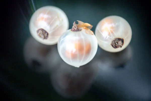 Beeren Der Weißen Johannisbeere Gelbe Johannisbeere Sind Transparent Und Schattiert — Stockfoto