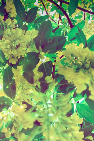 Tavasz Háttér Zöld Virágzó Sárga Virágok Napon — Stock Fotó