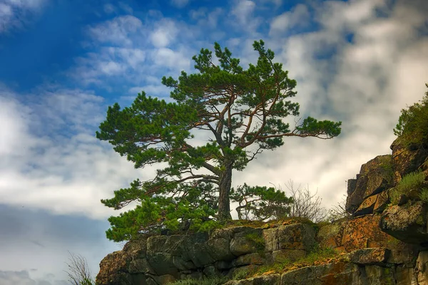 Pin Montagne Mature Poussait Sur Roche Vue Ciel Bleu Printanier — Photo