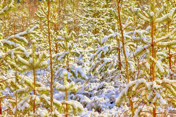 美丽的冬日 阳光明媚的森林 长满了白雪和冷杉 秋天森林里的早雪 — 图库照片