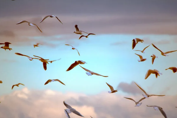 Příležitosti Krása Letu Mnoho Plovoucích Plovoucích Racků Racek Černohlavý Larus — Stock fotografie