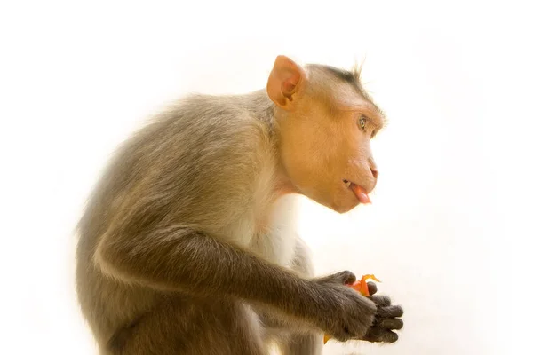 Indiase Makaken Lat Macaca Radiata Wilde Dieren Primaten Een Witte — Stockfoto