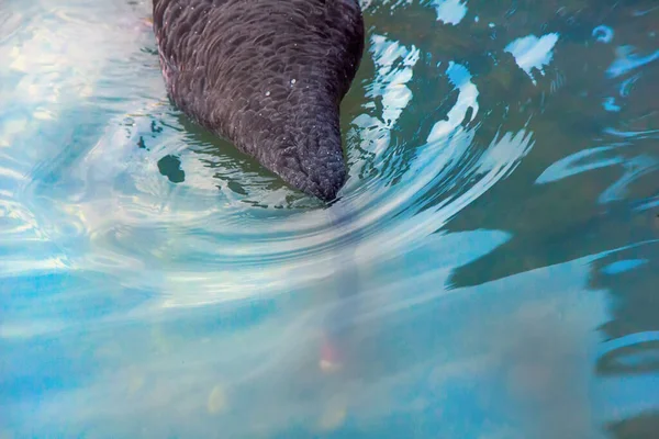 Австралийский Чёрный Лебедь Cygnus Atratus Питается Прудом Птица Опускает Голову — стоковое фото