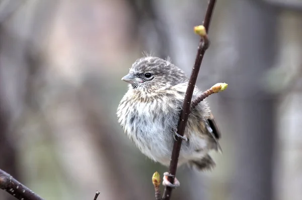 Red Poll Linnet Acanthis Fledgling Has Left Nest Early Spring — Stock Photo, Image