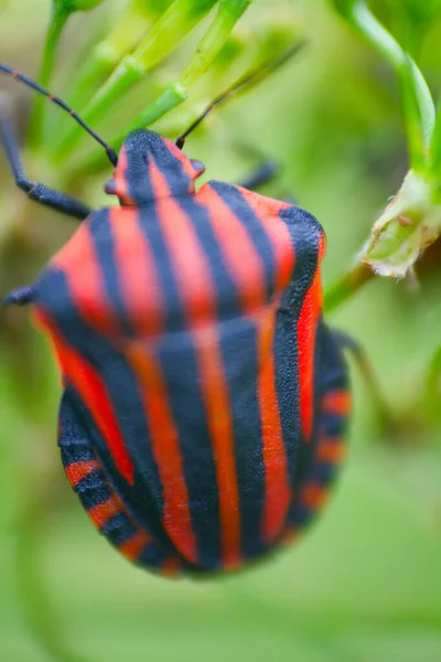 Haute Couture Trendig Färg För Kläddesigners Ljusfärgad Bugg Italienska Graphosoma — Stockfoto