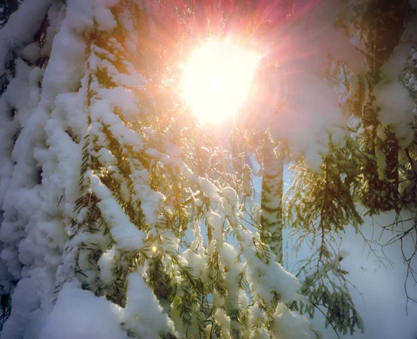 冬日里 树间的落日 来自阳光的欢乐光芒 — 图库照片