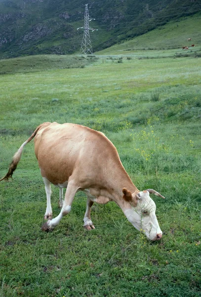 在阿尔泰山区放牧的公牛特写 一个农场动物 — 图库照片