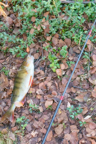 Autumn fishing. Just out of water large perch