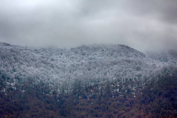 Bosques Caducifolios Subtropicales Durante Clima Frío Las Nevadas Límite Visible —  Fotos de Stock