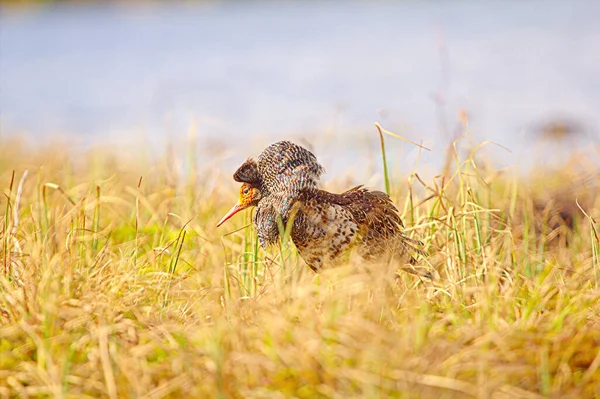 Gallant Cavalier Mating Behaviour Ruffs Philomachus Pugna Lek Males Colored — Stock Photo, Image