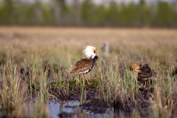 Pugnacious Handsome Ultimate Fighting Sandpipers Waders Ruffs Philomachus Pugnax Males — Stock Photo, Image