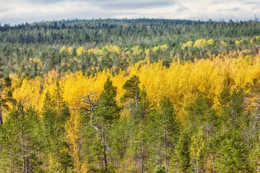 Kuzeyde sonbahar Eylül 'de Kuzey bölgesinde