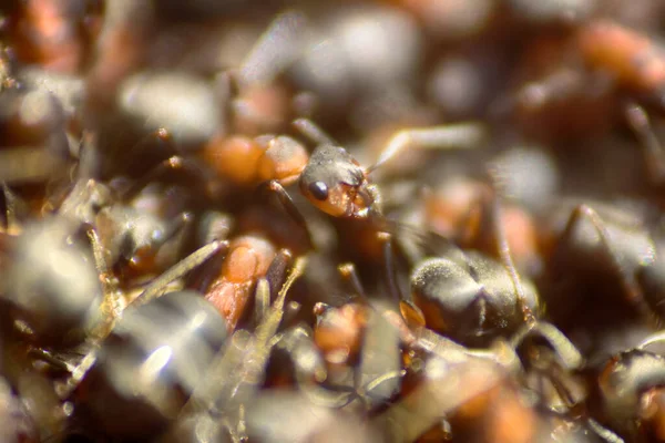 Hormigas Moviéndose Hormiguero Marco Muchos Insectos Fondo —  Fotos de Stock