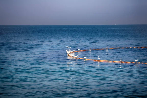 Relación Simbiótica Interacción Garza Pequeña Egretta Garzetta Los Pescadores Indios — Foto de Stock