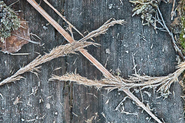 Bevroren Achtergrond Van Natuurlijke Materialen Planten Vorst Zwart Hout — Stockfoto