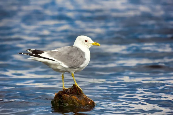 Mewa Zwyczajna Larus Canus Dorosła Skąpana Umyta Głowa Zgniłym Kikucie — Zdjęcie stockowe