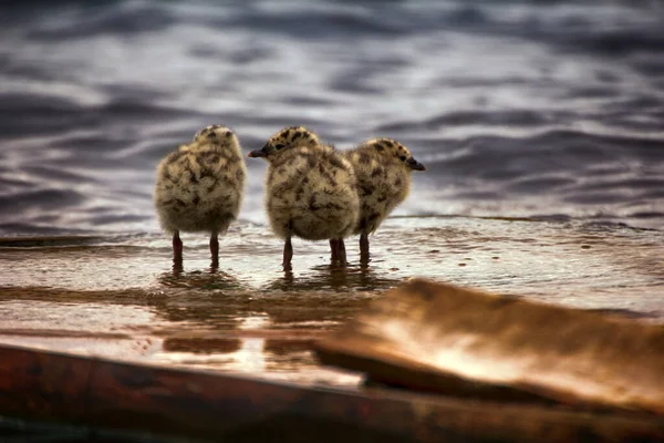 Chicas Esponjosas Gaviotas Edad Una Semana Lago Muelle Del Barco — Foto de Stock