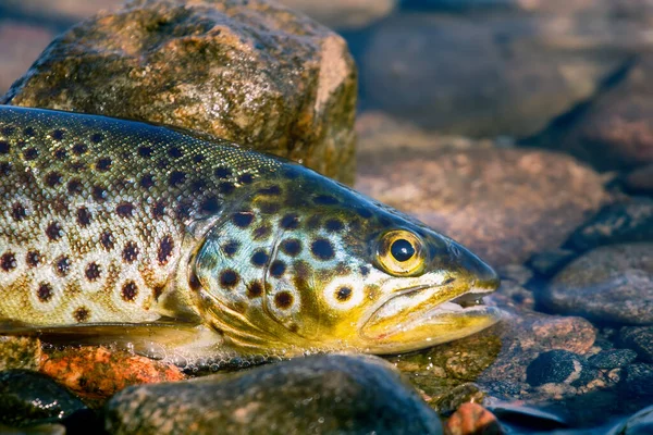 Dobrá Trofej Chytil Točící Hnědý Pstruh Salmo Trutta Fario Vodě — Stock fotografie