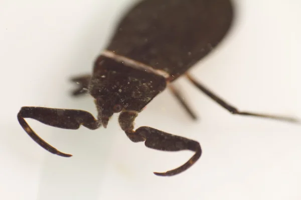 Nepa cinerea escorpião de água em um fundo — Fotografia de Stock