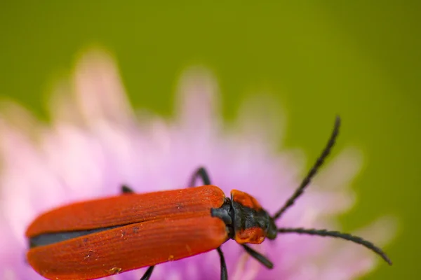 Longhorn böceği üzerinde pembe çiçek — Stok fotoğraf