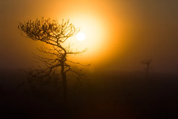 stock image tree against a sunset