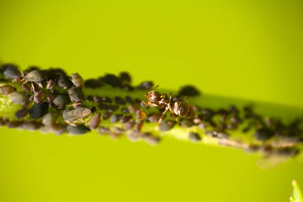 Έντομα παρασίτων aphis και το μυρμήγκι — Φωτογραφία Αρχείου