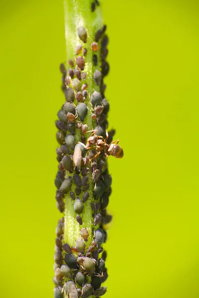 Symbiosis farm plant louse and ant — Stock Photo, Image