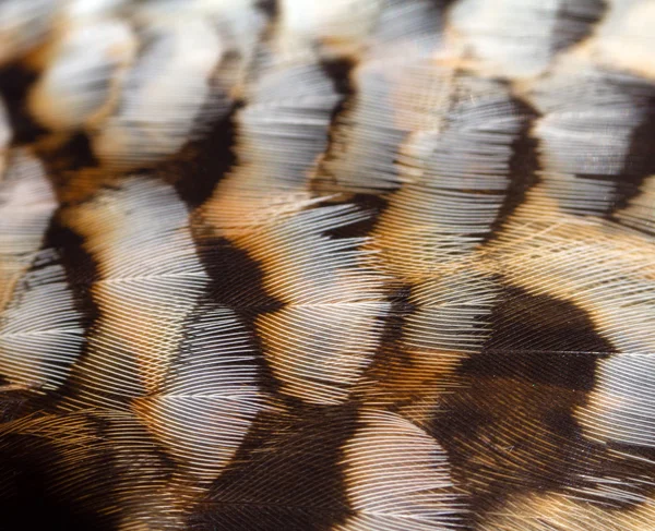 Pena de um pássaro de floresta hazel grouse — Fotografia de Stock
