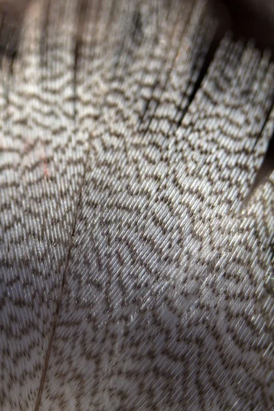 Fläckig fjäderdräkt på en fågel anka makro — Stockfoto
