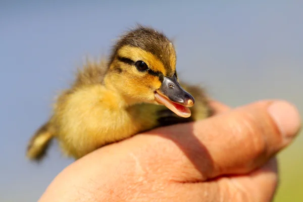 Duckling — Stock Photo, Image