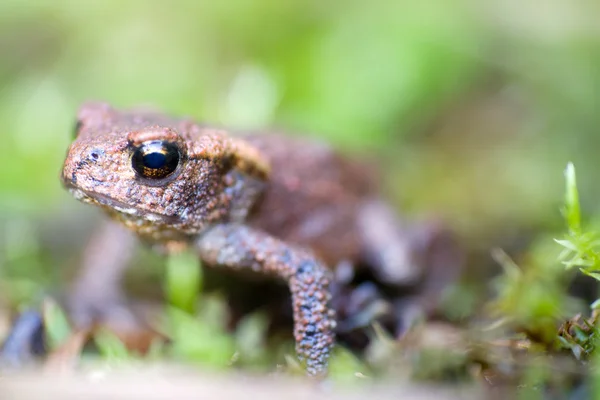 Sapo macro — Fotografia de Stock