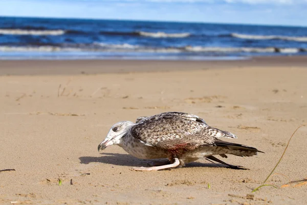 Seagull dies in a trap from the thrown line — Stock Photo, Image