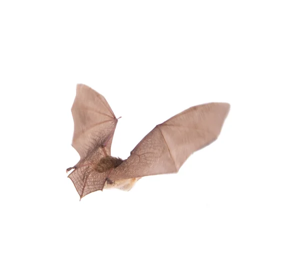Long-eared bat in flight isolated on white — Stock Photo, Image
