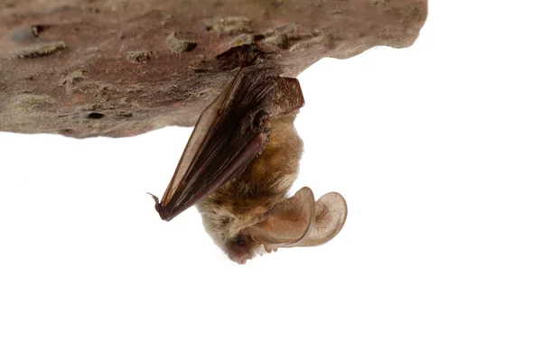 Murciélago de orejas largas sobre piedra — Foto de Stock